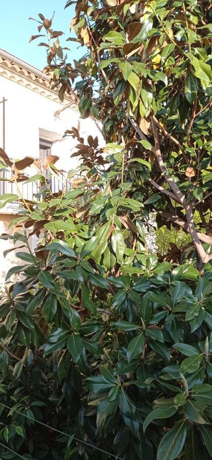 Les Chambres Du Magnolia Canet  Bagian luar foto